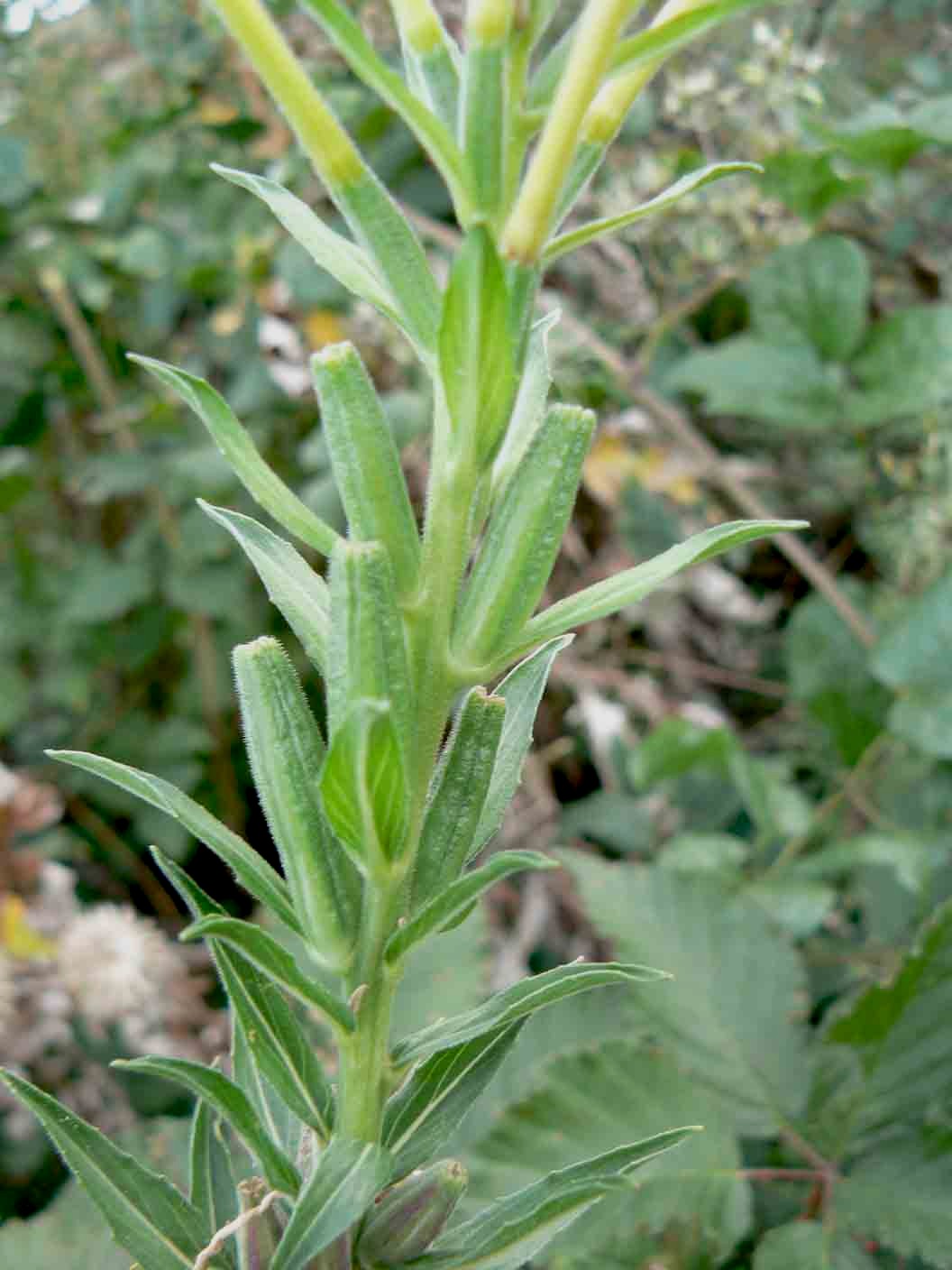 Oenothera sp.